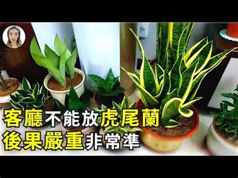 金邊虎尾蘭 風水|【虎尾蘭風水】虎尾蘭風水：解厄化煞、招財興運擺放。